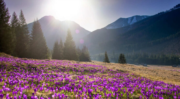 Zacznij swoją przygodę z górskimi wyprawami! 4 łatwe trasy w Zakopanem łatwe trasy w Zakopanem